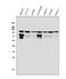 Hepatocyte Growth Factor-Regulated Tyrosine Kinase Substrate antibody, A01174-1, Boster Biological Technology, Western Blot image 