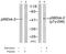 Docking Protein 2 antibody, AP02521PU-N, Origene, Western Blot image 