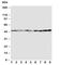 DnaJ Heat Shock Protein Family (Hsp40) Member A1 antibody, R30675, NSJ Bioreagents, Western Blot image 