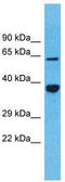 Olfactory Receptor Family 5 Subfamily D Member 13 (Gene/Pseudogene) antibody, TA337522, Origene, Western Blot image 