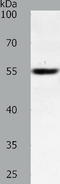 SRY-Box 1 antibody, TA321738, Origene, Western Blot image 