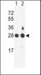 Proteasome Subunit Beta 1 antibody, LS-C162227, Lifespan Biosciences, Western Blot image 