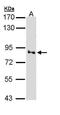 Villin 1 antibody, PA5-29078, Invitrogen Antibodies, Western Blot image 