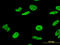 Tis antibody, LS-C197429, Lifespan Biosciences, Immunofluorescence image 