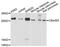 Megakaryocyte And Platelet Inhibitory Receptor G6b antibody, abx136064, Abbexa, Western Blot image 