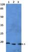 Interleukin 5 antibody, A01086, Boster Biological Technology, Western Blot image 