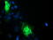 Transmembrane Protein 80 antibody, TA501452, Origene, Immunofluorescence image 