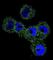 Serpin Family B Member 5 antibody, abx026594, Abbexa, Western Blot image 