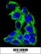 Acyl-CoA Dehydrogenase Medium Chain antibody, 62-487, ProSci, Immunofluorescence image 