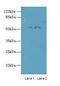 Tripartite Motif Containing 17 antibody, LS-C380413, Lifespan Biosciences, Western Blot image 