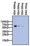 Albumin antibody, MA5-15238, Invitrogen Antibodies, Western Blot image 