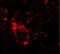 Solute Carrier Family 39 Member 6 antibody, NBP1-76503, Novus Biologicals, Immunofluorescence image 