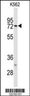 Anaphase Promoting Complex Subunit 7 antibody, LS-C156328, Lifespan Biosciences, Western Blot image 