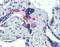 Zinc Finger Protein 71 antibody, NBP1-80358, Novus Biologicals, Immunohistochemistry frozen image 