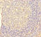 Colony Stimulating Factor 1 antibody, A56667-100, Epigentek, Immunohistochemistry paraffin image 