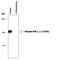 P21 (RAC1) Activated Kinase 1 antibody, PPS058, R&D Systems, Western Blot image 