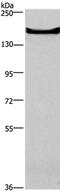 Adhesion G Protein-Coupled Receptor A2 antibody, PA5-50672, Invitrogen Antibodies, Western Blot image 