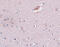 Zinc finger protein 536 antibody, 5501, ProSci, Immunohistochemistry frozen image 