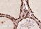 Collagen Type I Alpha 2 Chain antibody, orb213758, Biorbyt, Immunohistochemistry paraffin image 