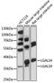 Galectin 4 antibody, 16-939, ProSci, Western Blot image 