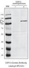 Ubiquitin carboxyl-terminal hydrolase 13 antibody, PA5-12013, Invitrogen Antibodies, Western Blot image 