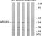 Olfactory Receptor Family 52 Subfamily E Member 6 antibody, TA316413, Origene, Western Blot image 