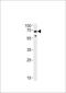 Ubiquilin 1 antibody, 61-131, ProSci, Western Blot image 