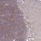 GPRIN Family Member 3 antibody, NBP2-32424, Novus Biologicals, Immunohistochemistry frozen image 