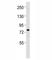 ERCC Excision Repair 2, TFIIH Core Complex Helicase Subunit antibody, F53151-0.4ML, NSJ Bioreagents, Western Blot image 