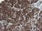 RNA Polymerase III Subunit C antibody, NBP2-45900, Novus Biologicals, Immunohistochemistry frozen image 