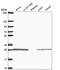 Triosephosphate Isomerase 1 antibody, HPA053568, Atlas Antibodies, Western Blot image 