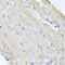 ATP Binding Cassette Subfamily B Member 8 antibody, 18-750, ProSci, Immunohistochemistry frozen image 