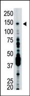 HAUSP antibody, PA5-12002, Invitrogen Antibodies, Western Blot image 