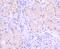 ERCC Excision Repair 1, Endonuclease Non-Catalytic Subunit antibody, NBP2-66823, Novus Biologicals, Immunohistochemistry paraffin image 