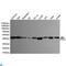 Flap Structure-Specific Endonuclease 1 antibody, LS-C812968, Lifespan Biosciences, Western Blot image 