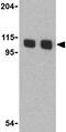 Lysine Demethylase 1A antibody, ab37165, Abcam, Western Blot image 