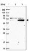Zinc Finger Protein 324 antibody, PA5-58925, Invitrogen Antibodies, Western Blot image 