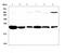 Glutathione S-Transferase Pi 1 antibody, A00394-1, Boster Biological Technology, Western Blot image 