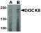 Dedicator Of Cytokinesis 8 antibody, LS-C336173, Lifespan Biosciences, Western Blot image 