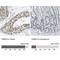 FKBP Prolyl Isomerase 4 antibody, NBP1-84675, Novus Biologicals, Immunohistochemistry paraffin image 