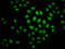 H2B/g antibody, orb516339, Biorbyt, Immunofluorescence image 