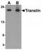 Translin antibody, TA319727, Origene, Western Blot image 