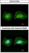 Serum/Glucocorticoid Regulated Kinase Family Member 3 antibody, GTX111774, GeneTex, Immunocytochemistry image 