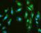 Matrix Metallopeptidase 1 antibody, A00733-1, Boster Biological Technology, Immunofluorescence image 