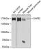 Scaffold Attachment Factor B2 antibody, GTX64864, GeneTex, Western Blot image 