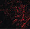 Apoptosis Inducing Factor Mitochondria Associated 3 antibody, LS-C53281, Lifespan Biosciences, Immunofluorescence image 