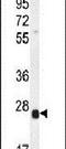 Basic helix-loop-helix transcription factor scleraxis antibody, PA5-23943, Invitrogen Antibodies, Western Blot image 