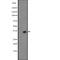KLF14 antibody, abx148544, Abbexa, Western Blot image 