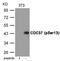 Cell Division Cycle 37 antibody, GTX55427, GeneTex, Western Blot image 