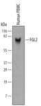 Fibrinogen Like 2 antibody, MAB5974, R&D Systems, Western Blot image 